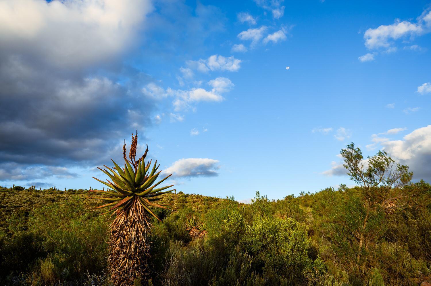 Le Petit Karoo Ranch Bed & Breakfast Oudtshoorn Exterior photo